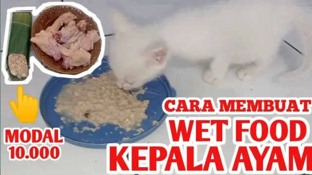 Pusing Mikirin Makanan Kucing? Yuks Disimak Cara Membuat Wet Food Kucing di bawah ini, Cukup Pakai Dua Bahan Mudah dan Murah