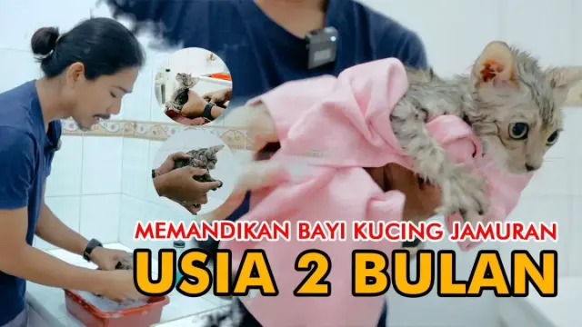 Begini Cara Memandikan Bayi Kucing Jamuran yang Benar, Poin Nomor 3 Harus Kamu Perhatikan Baik-baik, Jangan Sampai Bikin Bayi Kucing Sakit