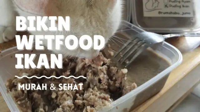 Modal Cuman 100 ribu, Buat WetFood Kucing Murah dan Bergizi ini, Bisa Jadi 6 kg Makanan Kucing