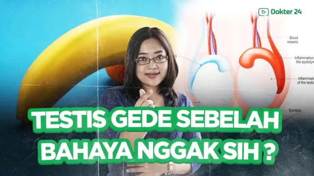Testis Gede Sebelah Apakah Normal Atau Harus Diperiksakan? Ukuran Testis Sebenarnya Gimana?