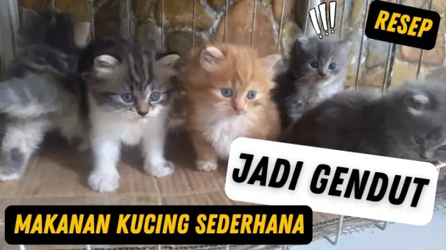 Pengen Anabul Gemuk dan Sehat ? Berikut Cara Membuat Makanan Kucing yang Murah dan Sehat, Cukup Pakai Dua Bahan ini