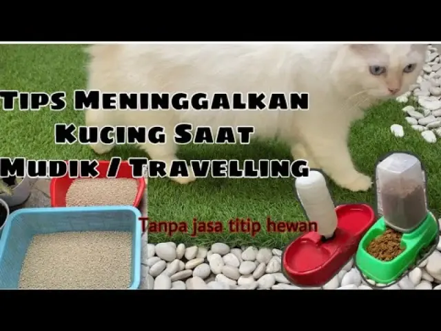 7 Tips Supaya Si Meong Tetap Bahagia Saat Kamu Jalan-Jalan atau Mudik, Cara Ampuh untuk Menjaga Kucing di Rumah dalam Kondisi Nyaman dan Aman!