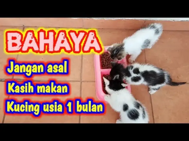 5 Tips Penting Memberikan Makan Anak Kucing Usia 1 Bulan, Nomor 4 Seringkali Lupa Dilakukan, Bahaya Kalau tidak Jadi Perhatian!