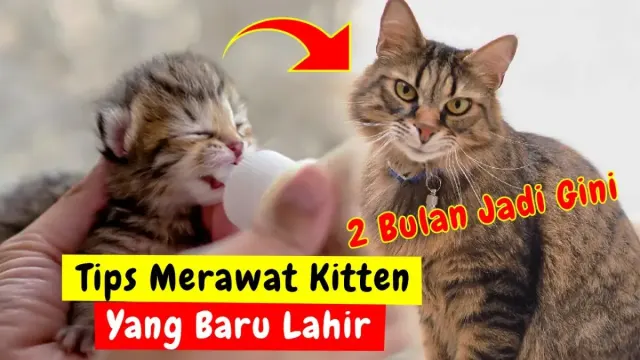 5 Tips Merawat Kucing Baru lahir yang Harus Kamu ketahui, Nomor 3 Paling Sering Kamu lakukan, Simak Baik-baik Supaya Anak Kucing Sehat