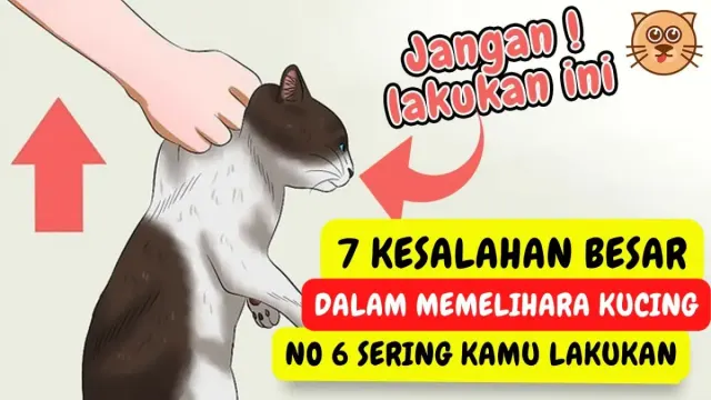 Parah Nih! 7 Kesalahan dalam Merawat Kucing, Nomor 6 Sering Kamu Lakukan, Yuks Belajar Lagi Cara Merawat Kucing yang Benar