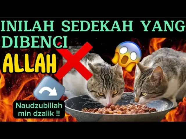 Ini Dia Balasan yang Bakal Didapat Jika Keji Terhadap Kucing, Padahal Ngakunya Pecinta Kucing