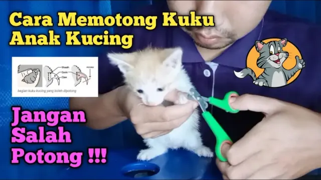 Cara Memotong Kuku Anak Kucing dengan Benar, Awas Jangan Sampai Salah Potong!