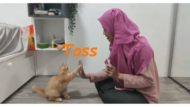 Ternyata Cara ini Bisa Kamu Lakukan untuk Membuat Kucing Pintar dan Taat, Tahapannya sangat Mudah dan Pastinya Hasilnya Maksimal