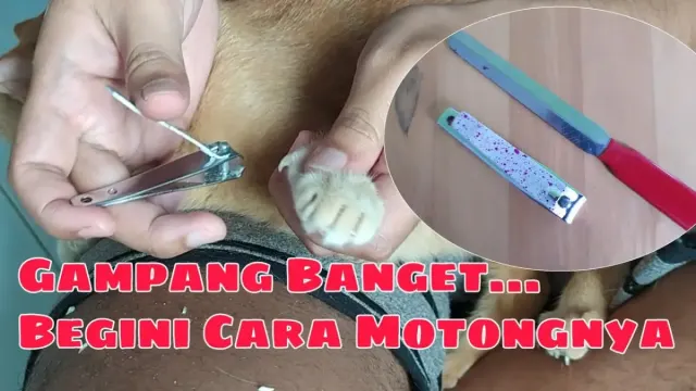 Begini Cara Memotong Kuku Kucing dengan Menggunakan Gunting Kuku Manusia, Ternyata Gampang Banget!