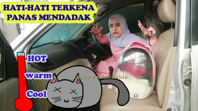 Membawa Kucing Dalam Perjalanan Mudik, Tips Agar Anabul Tetap Aman dan Nyaman, Kamu Juga Nggak Stres