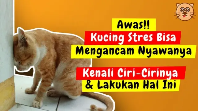 Kenali Ciri -ciri Kucing Stress dan Bagaimana Cara Mengatasi Kucing Stres, Ternyata Kucing Stres Sering Melakukan Hal ini