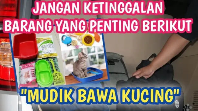 Perlengkapan Kucing yang Wajib Dibawa Saat Mudik, Biar Kucing Nyaman Selama Perjalanan, Jangan Sampai Ketinggalan Barang Penting ini!
