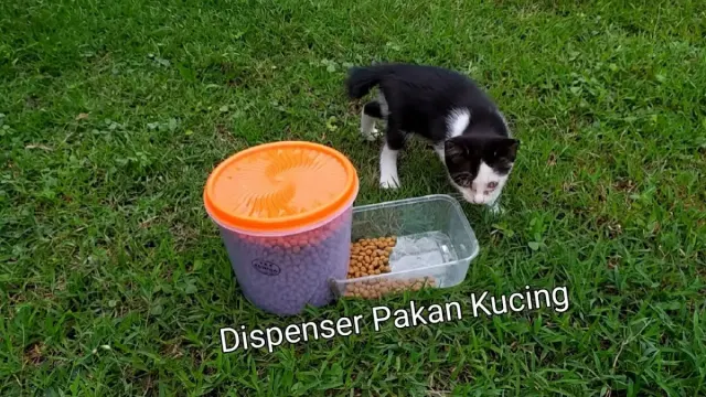 Cara Membuat Dispenser Pakan Kucing Sederhana, Ternyata dari Bahan Bekas ini dan Bisa Kamu lakukan di Rumah, Nggak Bikin Kantong Bocor