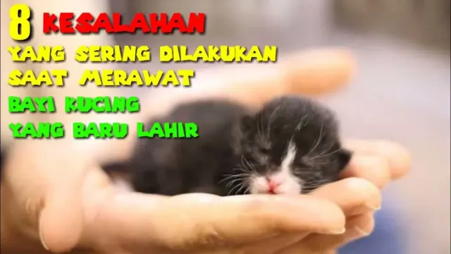 6 Kesalahan yang Sering Dilakukan Saat Merawat Bayi Kucing, Nomor 4 Sering Kelupaan, Bisa Fatal Untuk Pertumbuhan Bayi Kucing
