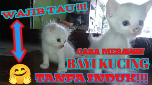 Wajib Tahu! Cara Merawat Bayi Kucing Tanpa Induk, Nomor 5 Kadang Tidak Jadi Perhatian, Bisa Fatal Kalau Tidak Dikerjakan!