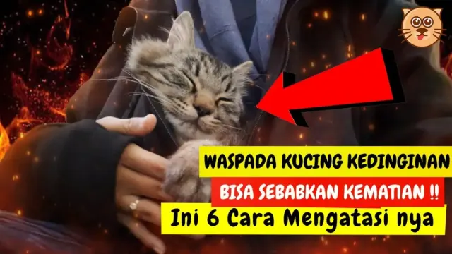 Waspada! Kucing Kedinginan Bisa Sebabkan Kematian, Begini Cara Untuk Mengatasinya, Caranya Cukup Mudah