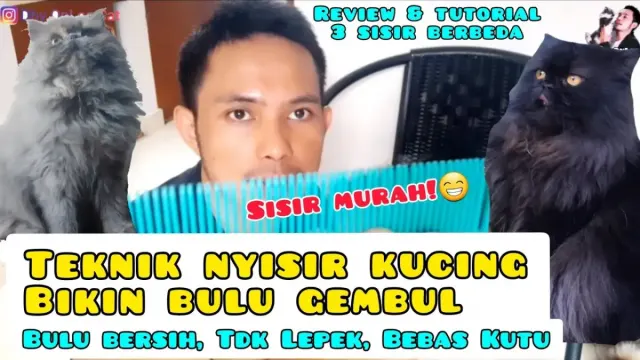 Tips Merawat Bulu Kucing, Caranya Mudah dan Sederhana, Dijamin Bulu Kucing Makin Indah dan Nggak Kutuan