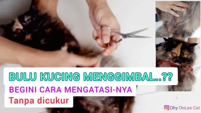 Bulu Kucing Menggimbal? Begini Cara Mengatasinya Tanpa Dicukur, Mudah dan Aman Dilakukan Sendiri