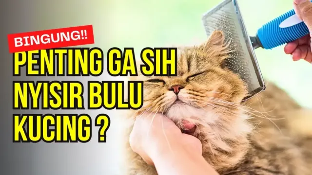 Cara Melakukan Perawatan Bulu Kucing, Tahapannya sangat Mudah, Auto Kucing jadi Sehat dan Cantik