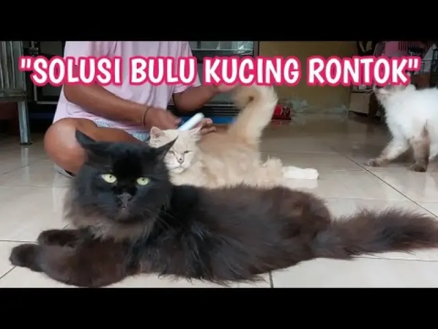 Bulu Kucing Rontok? Kenali Penyebabnya dan Bagaimana Cara Mengatasinya, Wajib tahu agar Kucing Tetap Sehat