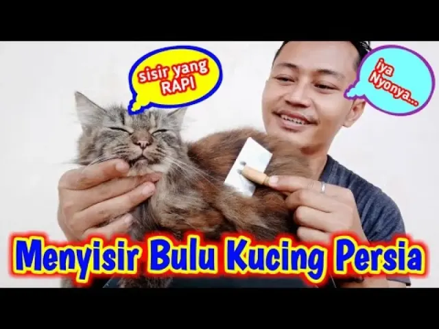 Cara Aman Menyisir Bulu Kucing Persia, Nomor 4 Ternyata Sering Nggak Dilakukan, Wajib Kamu Pahami!