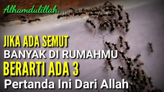 Jangan Dibunuh! Banyak Semut di Rumahmu Bisa Jadi Pertanda Akan Datangnya Rezeki Melimpah