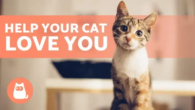 4 Tips Membangun Ikatan yang Kuat dengan Kucing, Bisa Membuat Kucing Makin Sayang dengan Kamu, Wajib Dicoba!