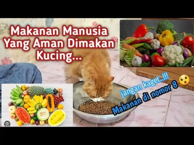 5 Tips Memberikan Makanan Manusia kepada Kucing, Nomor 5 Sering Lupa Untuk Dilakukan, Jangan Sampai Kelewatan Info Penting ini!