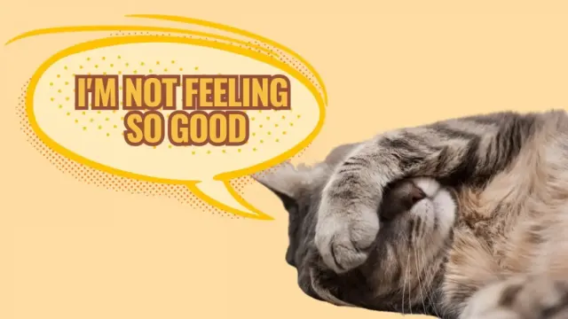 9 Tanda Kucing Sakit yang Membutuhkan Pertolongan Kamu, Nomor 7 Ternyata Bisa Juga Sebagai Tandanya, Semua Pemilik Kucing Wajib Paham!