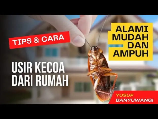 9 Cara Mengusir Kecoa Pakai Bahan Alami, Dijamin Ampuh. Tips Mengusir Kecoa Tanpa Menyentuh, Bahan Mudah Didapat