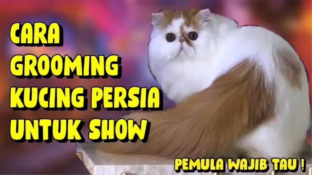 5 Tips Grooming Kucing Persia Untuk Show yang Wajib Kamu Lakukan, Nomor 4 Kadang Sering Kelupaan dan Akibatnya Bisa Fatal