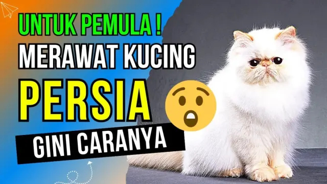 6 Tips Merawat Kucing Persia Untuk Pemula, Seperti ini Caranya, Pas Untuk yang Baru punya Kucing Persia