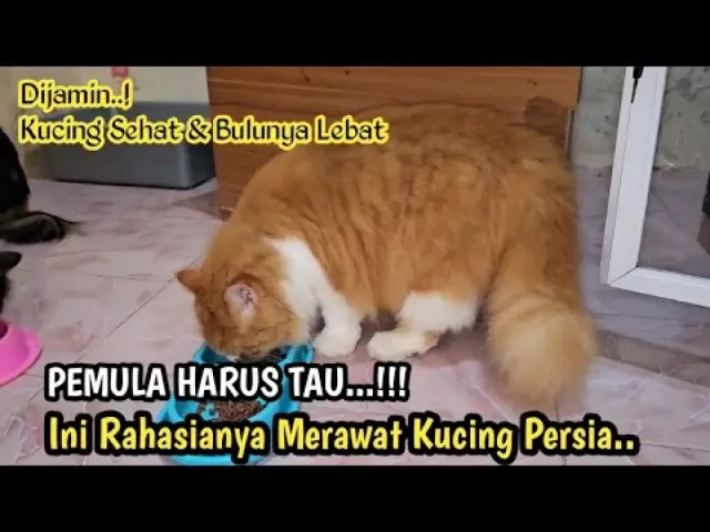 5 Tips Merawat Kucing Persia agar Gemuk dan Bulunya Tebal, Caranya Sangat Mudah dan Praktis, Auto Kucing Persia Jadi Bikin Gemas!