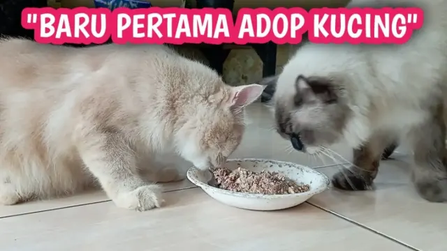5 Tips Buat Kamu yang Baru Mulai Pelihara Kucing, Nomor 5 Sering Lupa Dikerjakan, Padahal Penting Banget!
