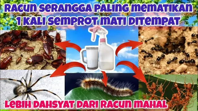 Cukup Pakai Racikan ini, Serangga Apapun Bakal Terbasmi. Bahan Sederhana Gak Kalah Sama Racun Serangga Mahal, Racun Paling Ditakutin Serangga
