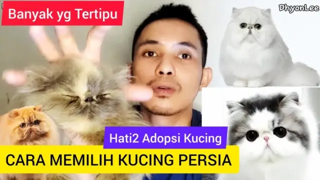 5 Tips Memilih Kucing Persia yang Benar, Hati-hati Kalau Kamu Mau Adopsi, Sudah Banyak yang Ketipu dan Menyesal!