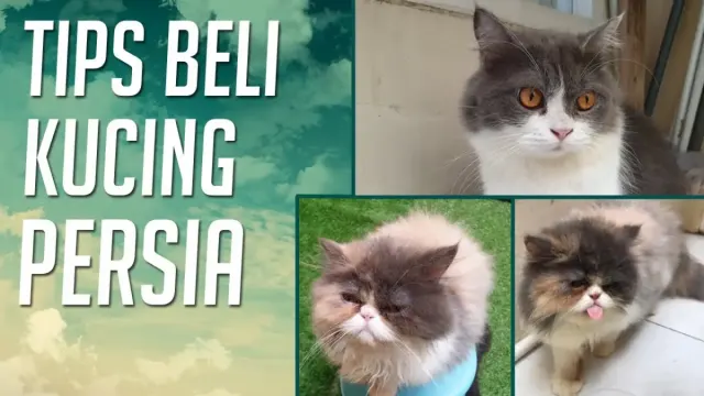 5 Tips Membeli Kucing Persia, Wajib Baca Sebelum Beli, Supaya Bisa Dapat Kucing Persia Sehat