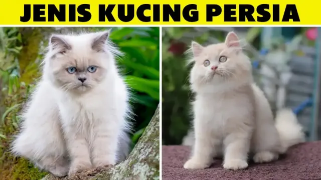 4 Jenis Kucing Persia yang Bisa Kamu Pelihara, Kenali Ciri Fisiknya agar Tidak Salah Beli