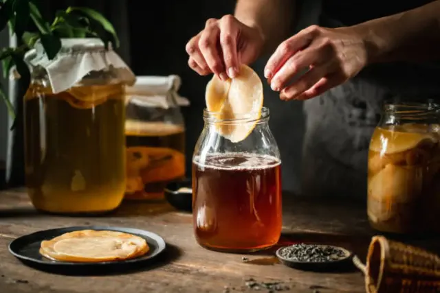 Cara Panen Kombucha, Anti Gagal Ikuti Langkah Langkah Berikut Ini!