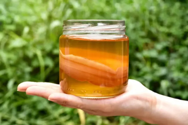 Cara Merawat Scoby Kombucha Dengan Baik dan Benar Agar Tidak Gagal Panen