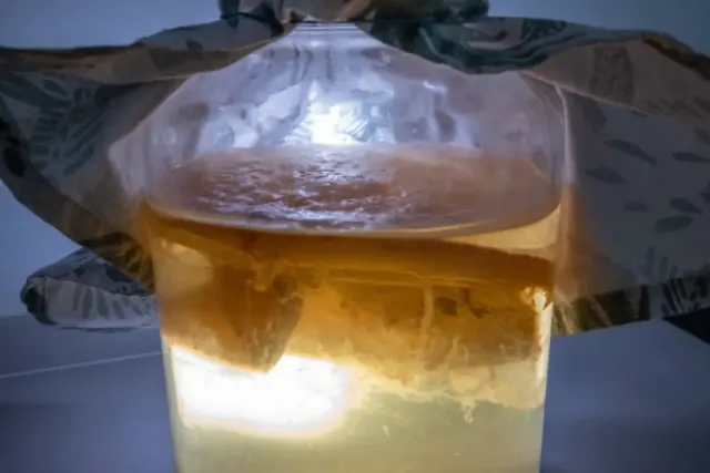 Mengenal Serabut Scoby Pada Kombucha