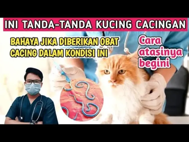 5 Tanda Kucing Cacingan, Waspada Kalau Ada Tanda ini di Anabul Kamu, Segera Lakukan Tindakan ini!