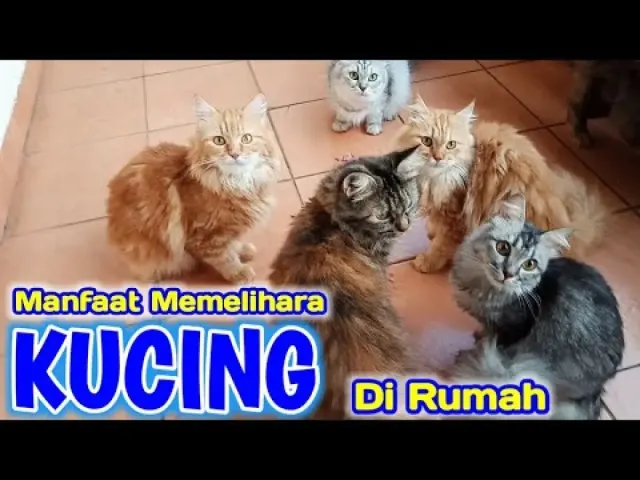 10 Manfaat Memelihara Kucing di Rumah, Ternyata Banyak Manfaatnya Untuk Kesehatan dan Kehidupan Kita!