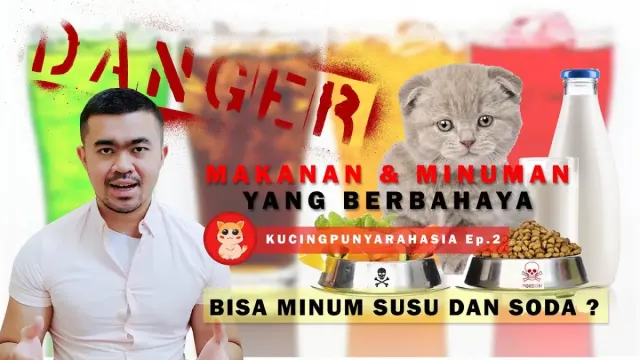 Makanan dan Minuman Berbahaya Untuk Kucing, Aduh Kamu Jangan Coba-coba Ngasih ke Kucing Peliharaan di Rumah! Bisa Fatal Akibatnya!