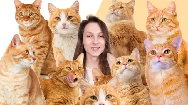 5 Fakta Menarik Tentang Kucing Oranye, Ternyata Oyen itu Memang Banyak Hal Unik, Nomor 4 Fakta yang Nggak banyak Orang Tahu