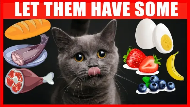 12 Makanan yang Aman Untuk Dikonsumsi Kucing Kamu, Tetap Sehat dan Bikin Kucing Makin Bahagia