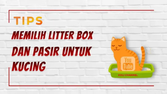 5 Tips Memilih Pasir dan Litter Box Kucing, Panduan Praktis untuk Pemilik Kucing, Biar Tidak Salah Pilih Atau Beli
