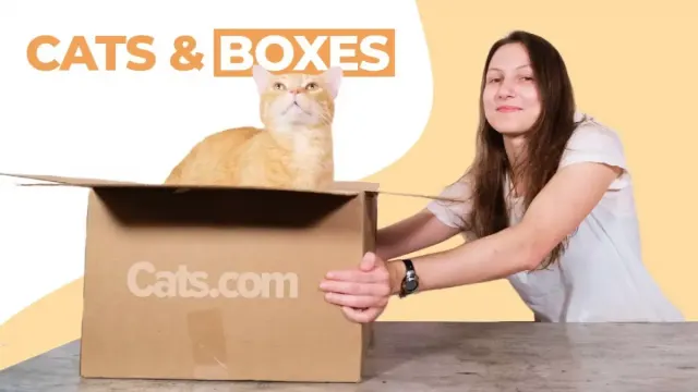 7 Cara Menjinakkan Kucing Liar agar Nurut di Rumah