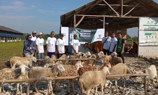 Kolaborasi MIP dan BAZNAS Salurkan Kurban untuk Warga Cirebon dan Semarang